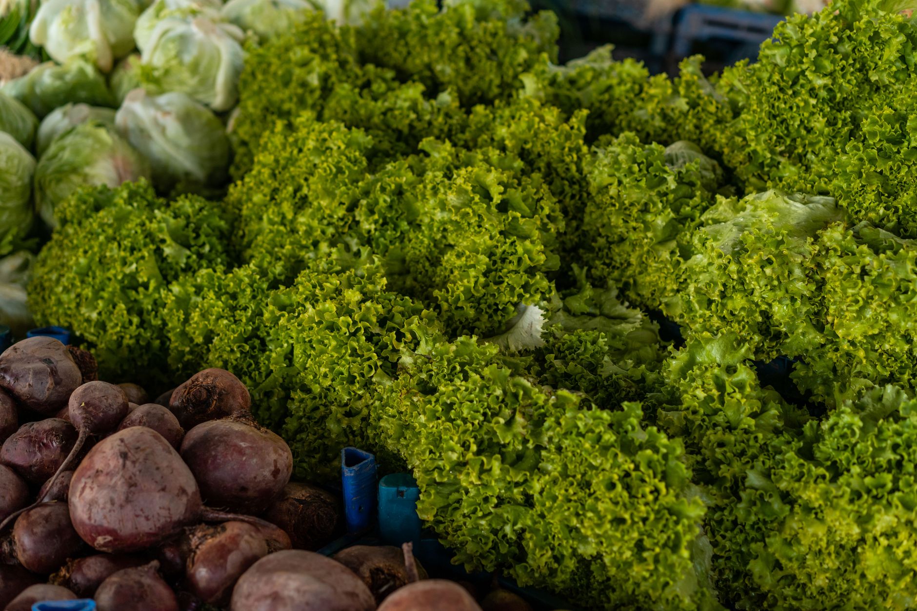 Raw balanced greens and herbs used in bio-nutrition